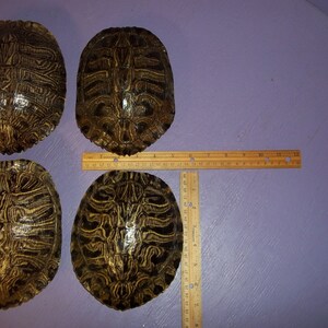 1 Real Animal Red Ear Slider Turtle Shell Part Bone Armor Water ...