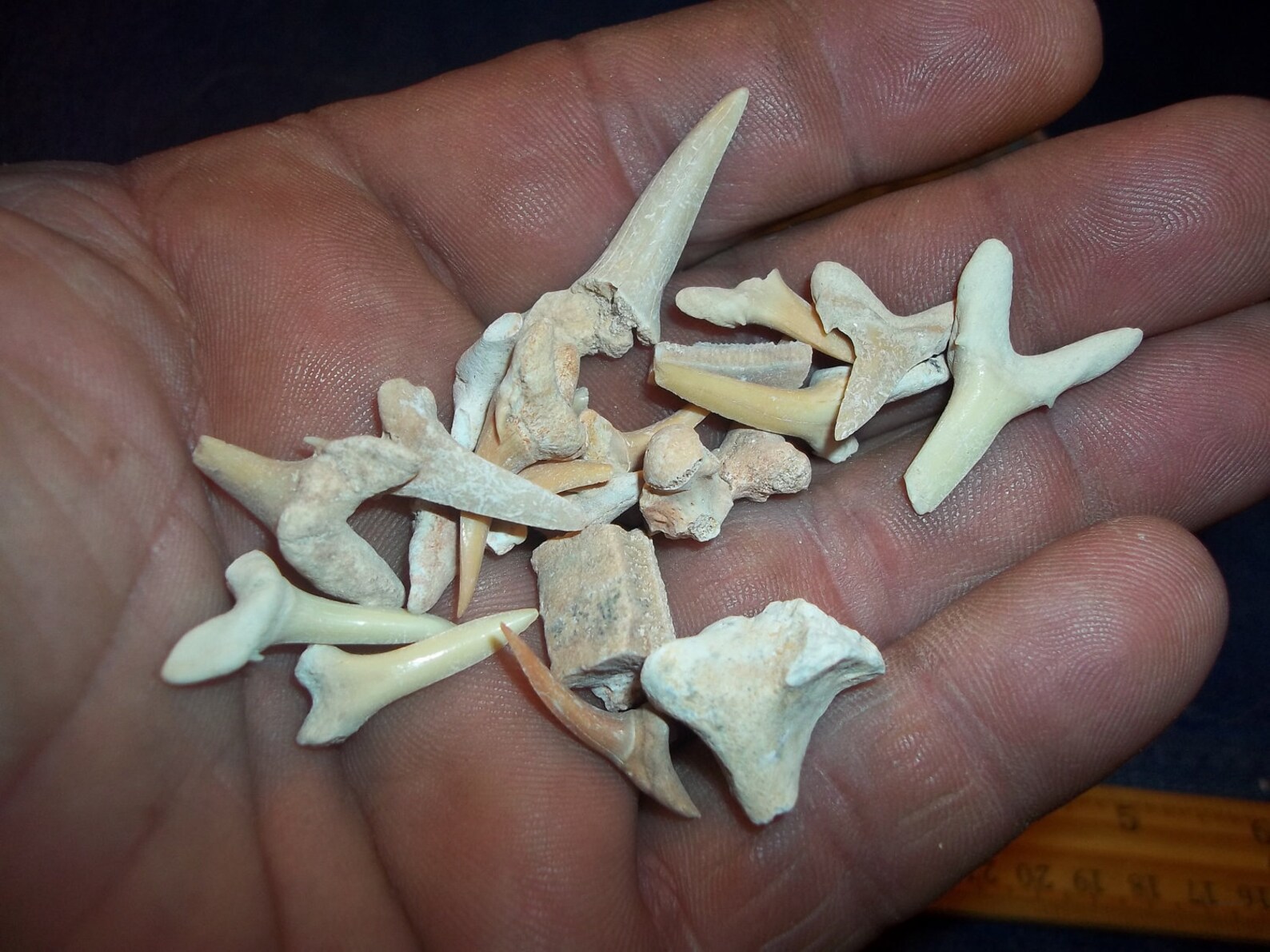 Bag of Real Animal Bone Shark Teeth and Fossils Parts | Etsy