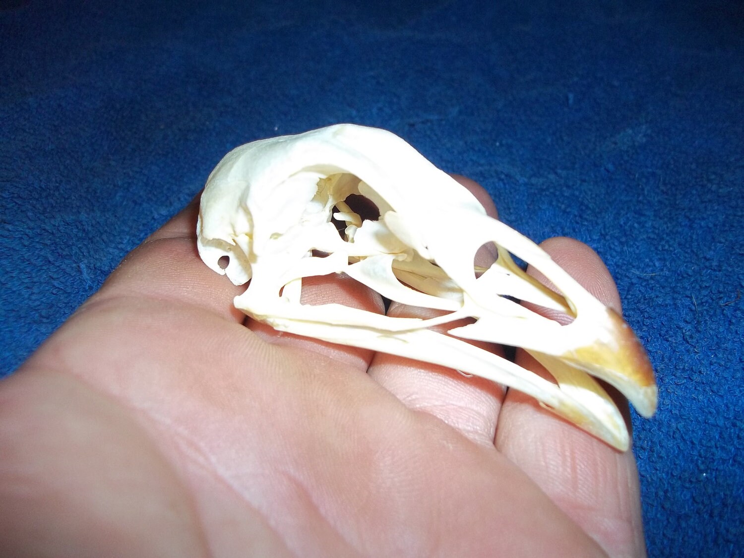 Real Bone Chicken Head Skull Real Bone Chicken Head Skull