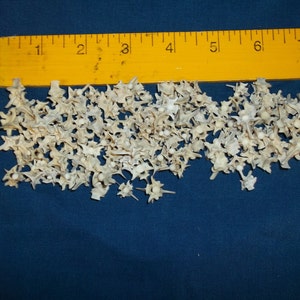 10 Med Real Animal Back Bone Rattle Snake Vertebra Skeleton Part Craft ...