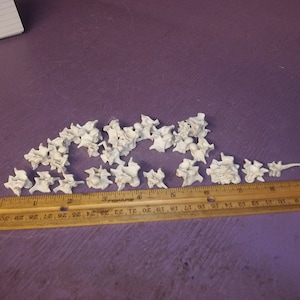 May include: A collection of small, white, bone-shaped objects arranged on a purple surface. A wooden ruler with inch measurements is placed next to the objects. The objects appear to be vertebrae.