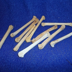 10 real animal bone coyote foot bones parts