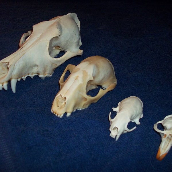 4 Real animal bone  Skull parts taxidermy craft supply coyote raccoon mink muskrat