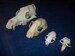 4 Real animal bone  Skull parts taxidermy craft supply coyote raccoon mink muskrat 