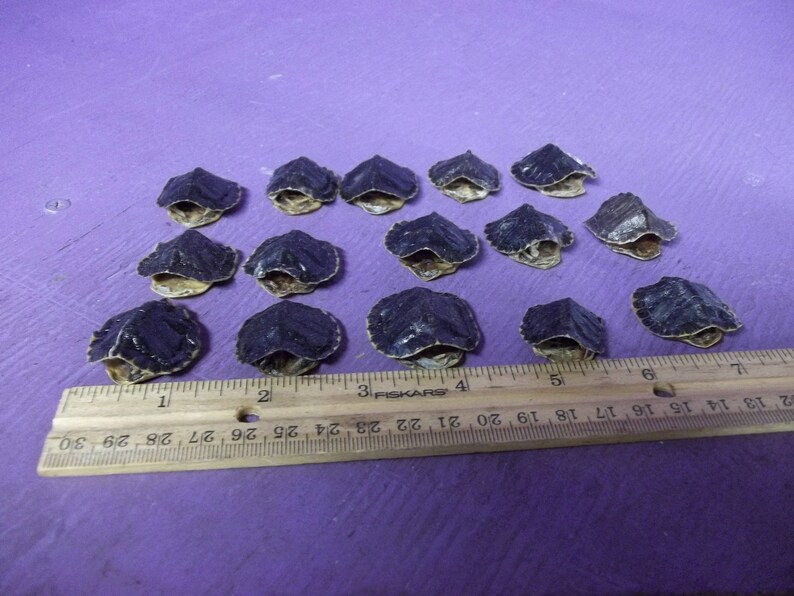 1 Red ear slider turtle THESE ARE DEAD real animal shell ...