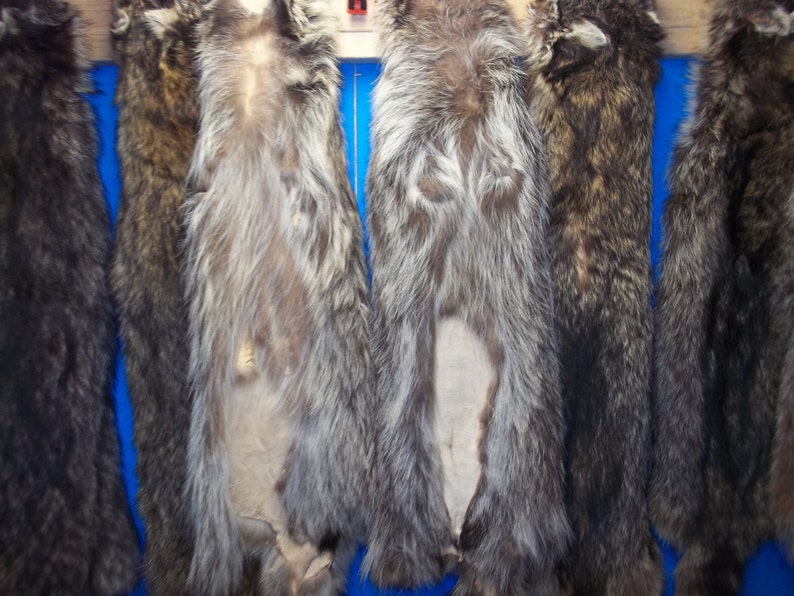 1 Tanned Raccoon Fur Hide Pelt Real Animal Skin Taxidermy Rug - Etsy