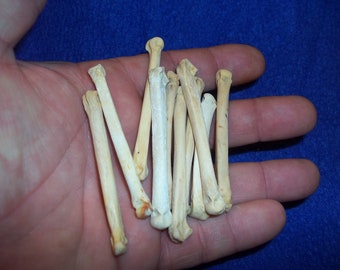 10 real animal bone bobcat foot bones parts