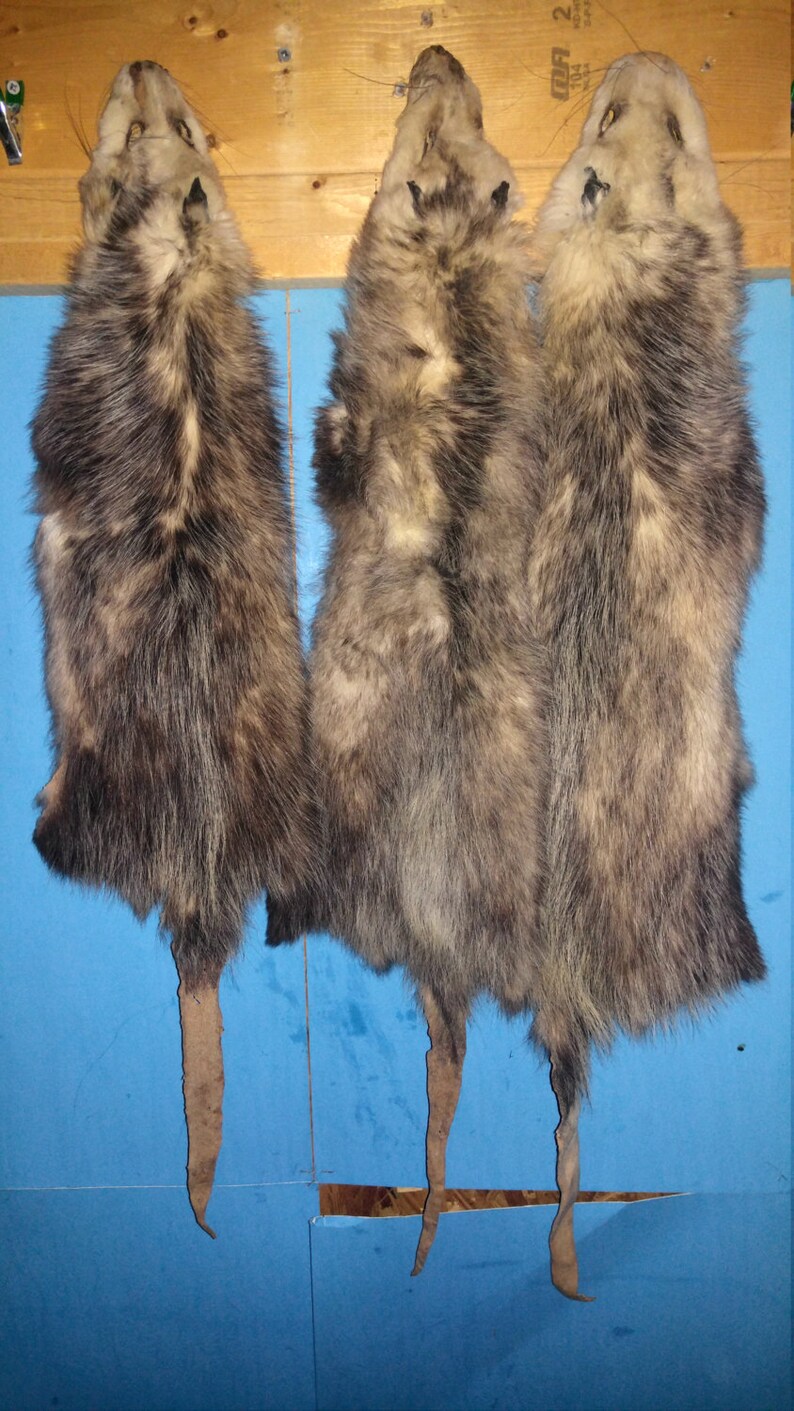 1 Tanned Opossum Fur Hide Pelt Real Animal Skin Taxidermy Rug Etsy