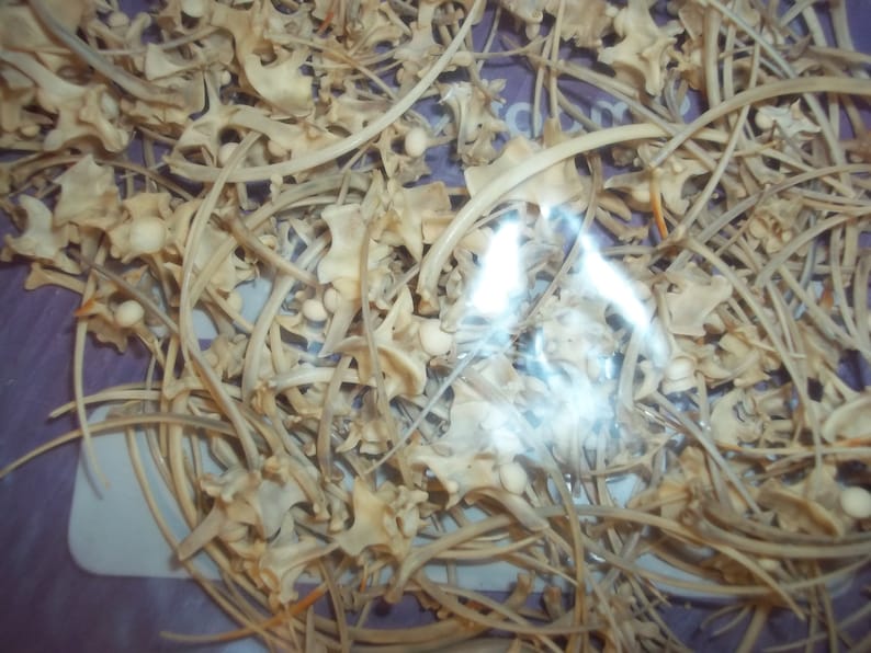 1 Bag Real Animal Bone Rattle Snake Vertebra and Ribs Skeleton - Etsy