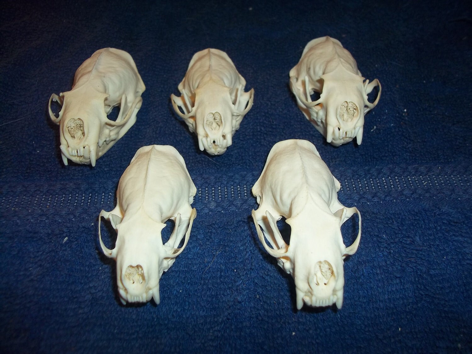 5 Real Mink Animal Bone Skull Skeleton Parts Teeth Collection - Etsy 5 Real Mink Animal Bone Skull Skeleton Parts Teeth Collection - Etsy