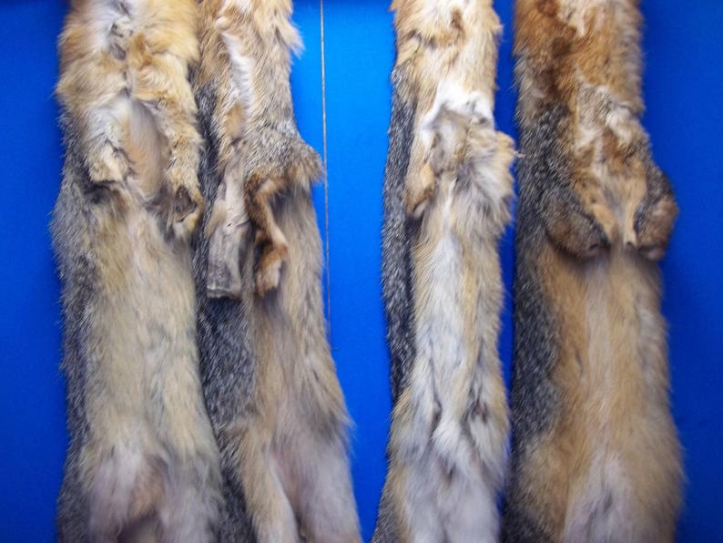 1 Tanned Gray Fox Fur Hide Pelt Real Animal Skin Taxidermy Rug Etsy