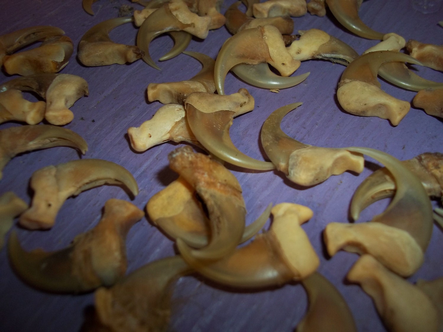 10 bobcat dew claws real animal bone parts taxidermy weird leg Etsy