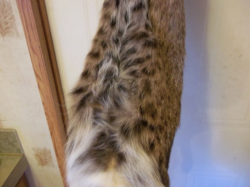 Tanned Bobcat Fur Pelt Real Animal Skin Taxidermy Hide Rug Etsy
