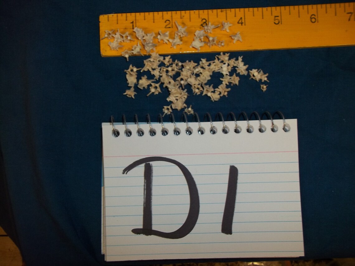 10 Sm Real Animal Back Bone Rattle Snake Vertebra Skeleton Part Craft ...