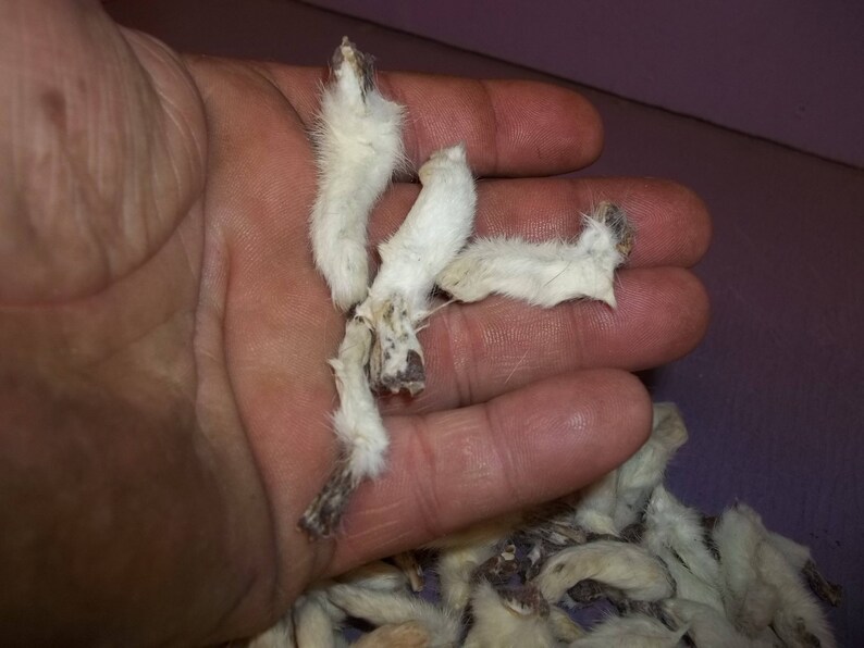 4 white ermine weasel feet real animal bone taxidermy