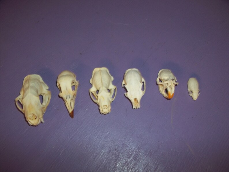 6 Real Animal Bone Head Skull Skunk Chicken Squirrel Ermine - Etsy