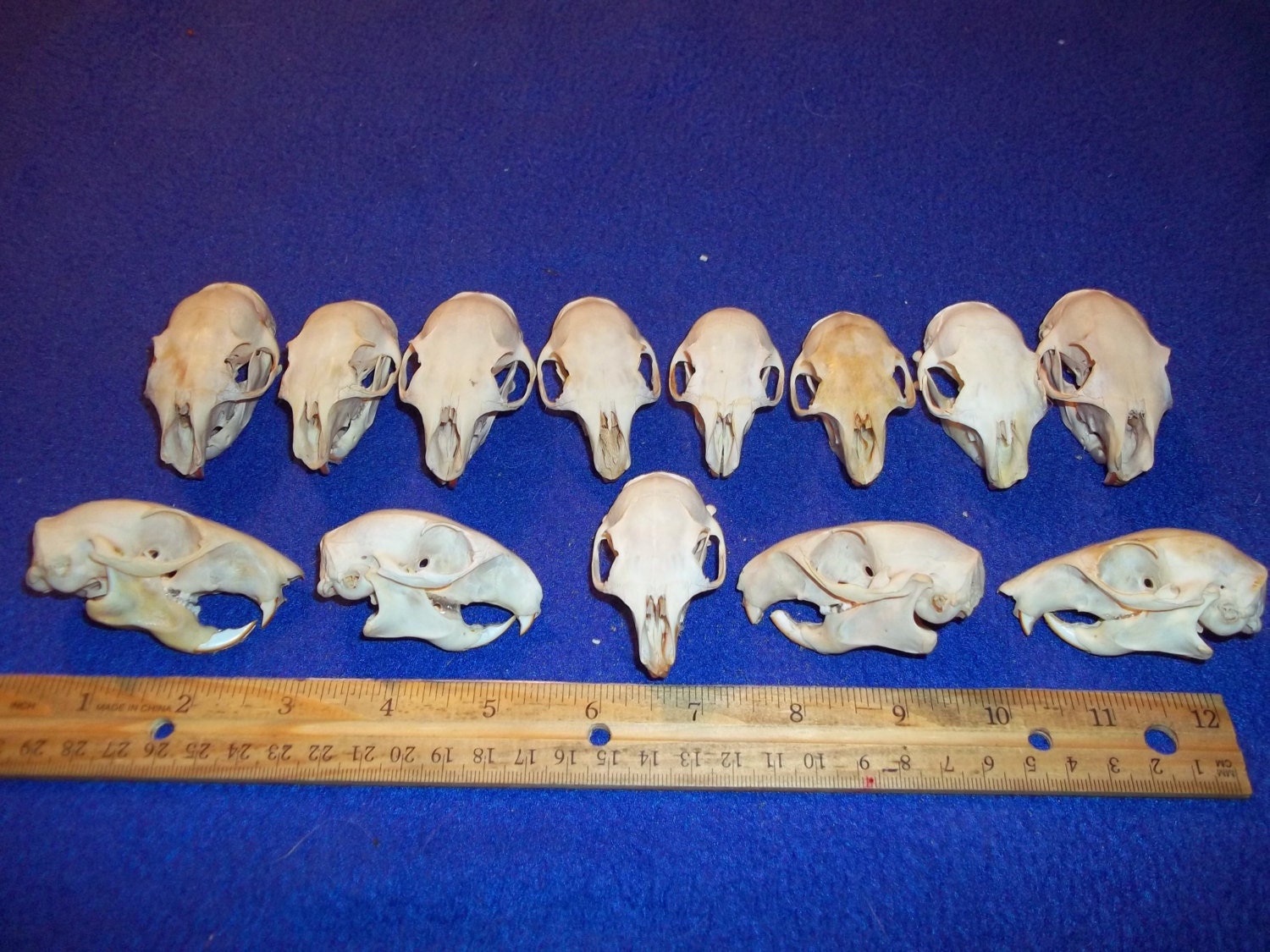 Real animal bone squirrel Skull Head bone taxidermy art craft Etsy