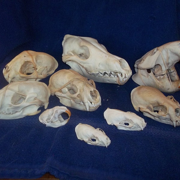 9 Real animal bone  Skull parts
