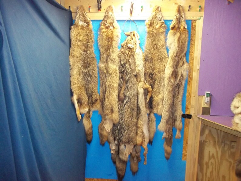 1 Tanned Coyote Fur Pelt Real Animal Skin Taxidermy Hide Rug Etsy