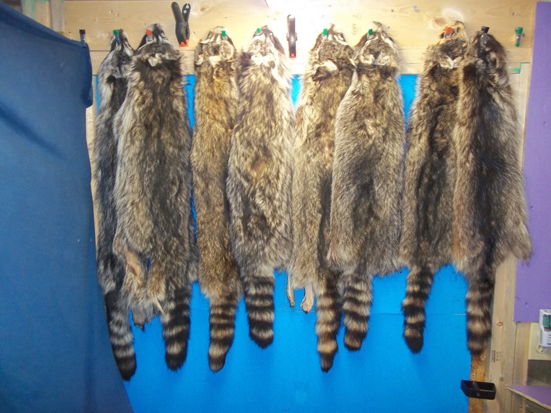 1 Tanned Raccoon Fur Hide Pelt Real Animal Skin Taxidermy Rug Part ...