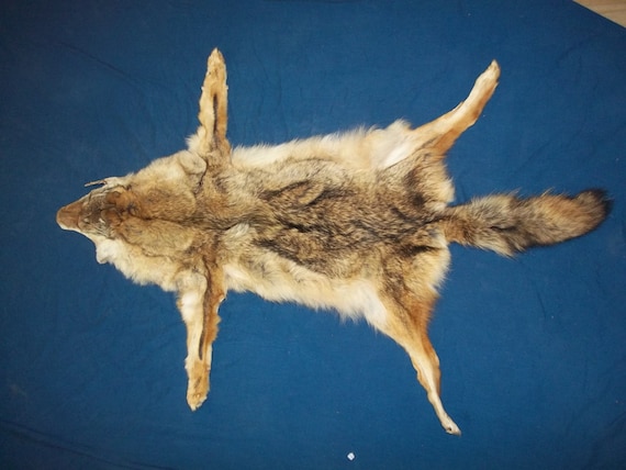 Real Tanned Coyote Fur Hide Pelt Paw Feet Real Animal Skin Etsy