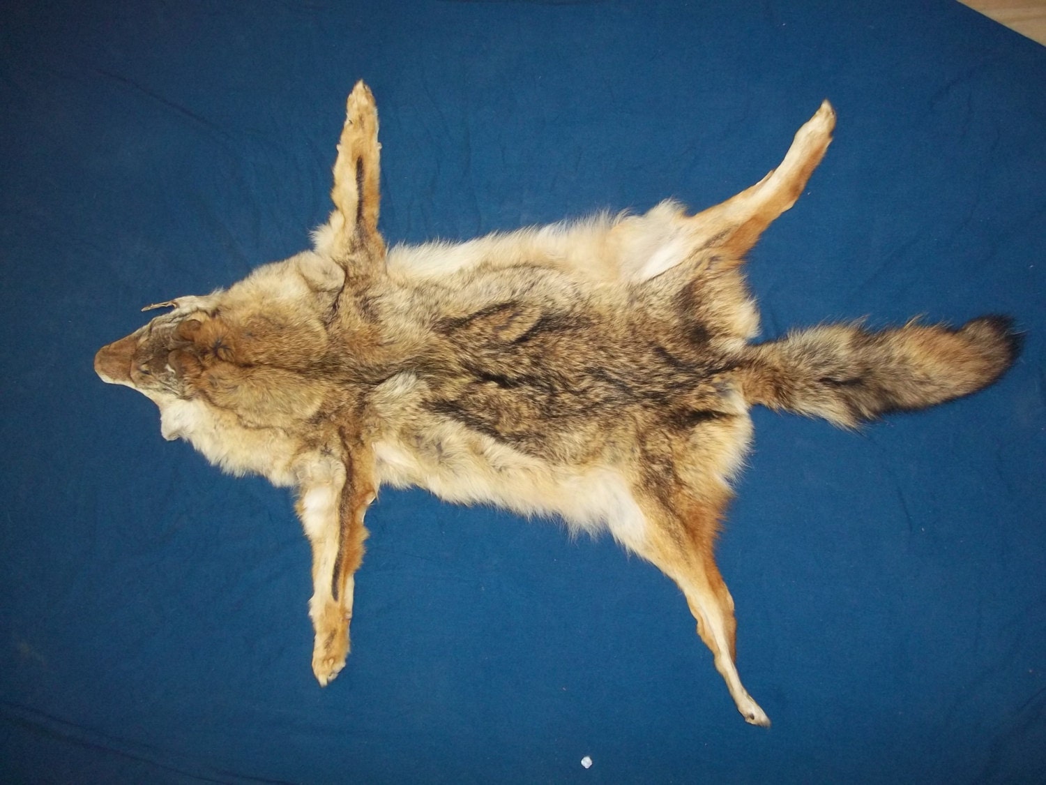 Red Fox Fur Pelt/Tanned Skins : : Home