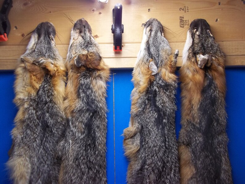 1 Tanned Gray Fox Fur Hide Pelt Real Animal Skin Taxidermy Rug Etsy
