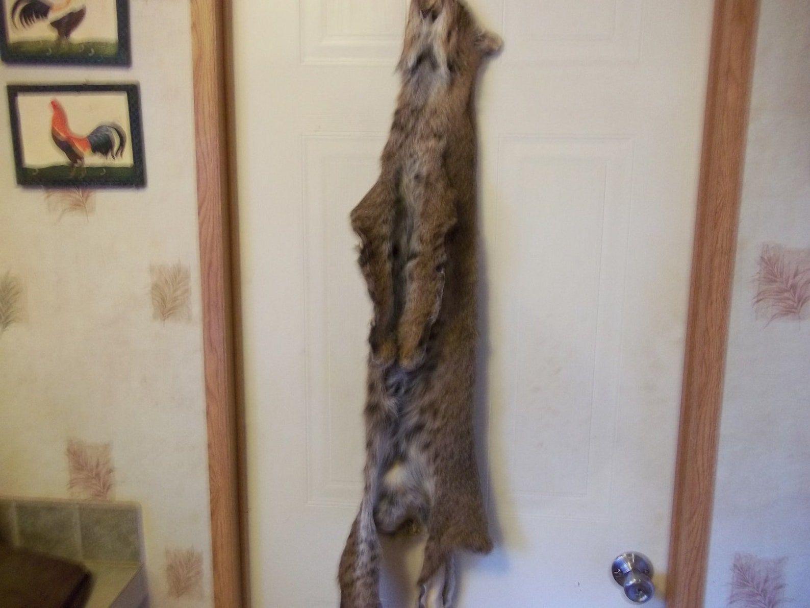 Tanned Bobcat Fur Pelt Real Animal Skin Taxidermy Hide Rug Etsy