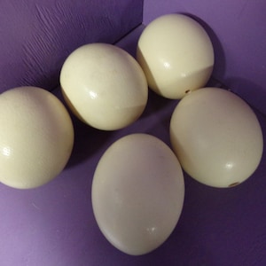 May include: Five large, off-white ostrich eggs are arranged on a purple surface. The eggs have a smooth, slightly glossy texture and are oval-shaped. The eggs are a creamy color.