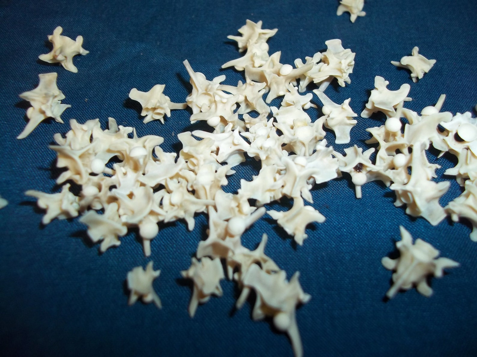 10 Sm Real Animal Back Bone Rattle Snake Vertebra Skeleton Part Craft ...