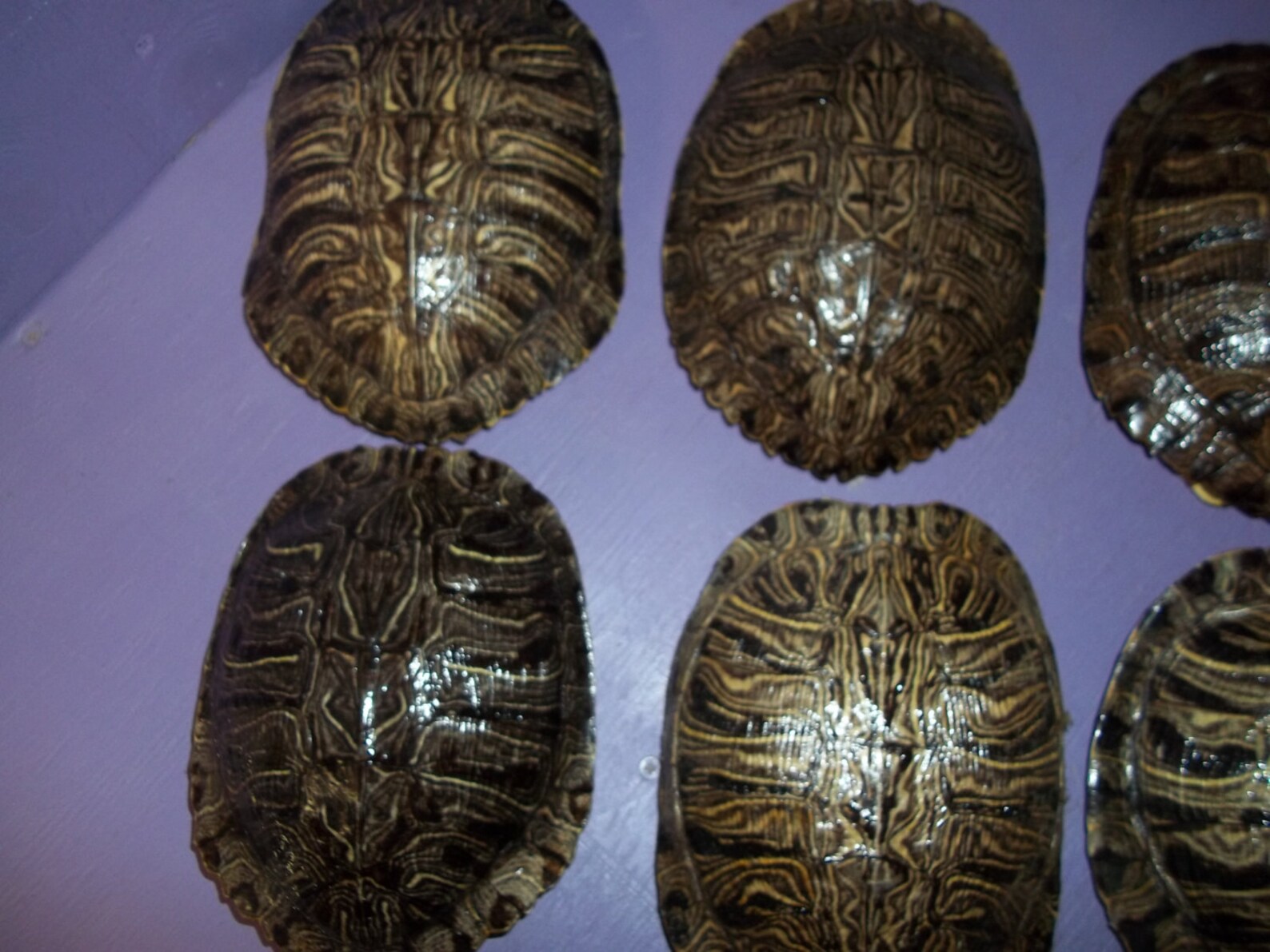 1 Real Animal Red Ear Slider Turtle Shell Part Bone Armor Water ...