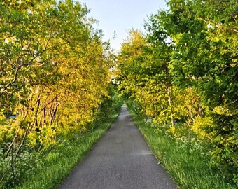 Puede incluir: Un camino pavimentado se extiende en la distancia, flanqueado por exuberantes árboles verdes y zonas de césped. Los árboles, iluminados por la luz del sol, crean un efecto de túnel, con un cielo azul claro visible arriba. La escena evoca tranquilidad.