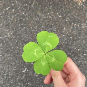 Könnte beinhalten: Ein leuchtend grünes vierblättriges Kleeblatt, ein Glückssymbol, wird vor einem verschwommenen Hintergrund gehalten. Die Blätter des Kleeblatts sind herzförmig mit feinen weißen Adern. Das Bild fängt den Fund einer seltenen Pflanze ein.