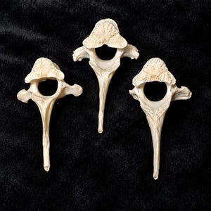 May include: Three off-white, textured animal vertebrae bones arranged in a triangular formation. Each bone features a central circular opening, lateral processes extending to the sides, and a long, pointed spinous process extending downward.