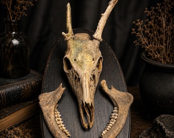 Real Deer Skull with Jaw | White-Tailed Bone Specimen | Curio Cabinet Decor
