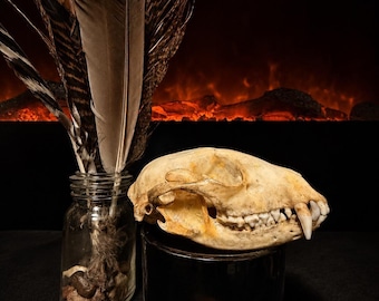 Beetle Cleaned Raccoon Skull | Epoxy Preserved Natural History Specimen | Curio Cabinet Display | Oddities & Curiosities