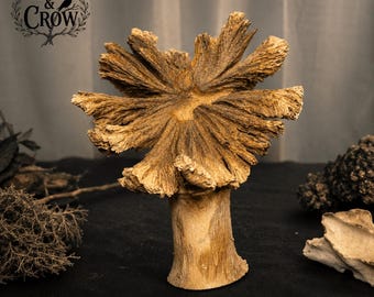 Naturally Weathered Wooden Forest Burl Sculpture | Organic Woodland Decor | Driftwood Art