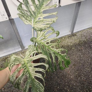 Pode incluir: Close-up de uma planta Monstera variegada com folhas grandes e divididas. As folhas exibem um padrão marcante de variegata verde e branco creme. A planta está em vaso e parece estar em uma estufa.