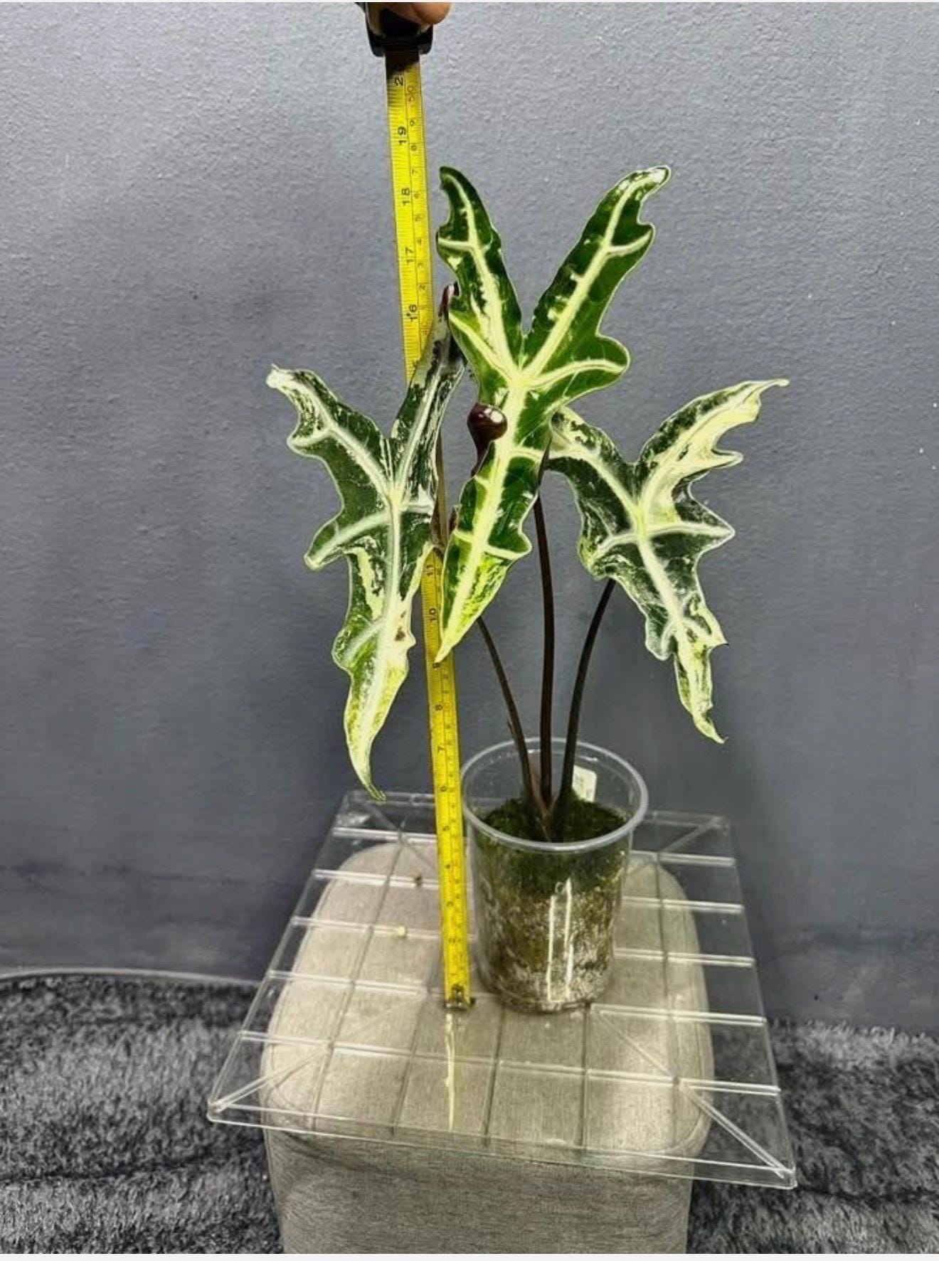 Alocasia nobilis pink variegated - Etsy 日本