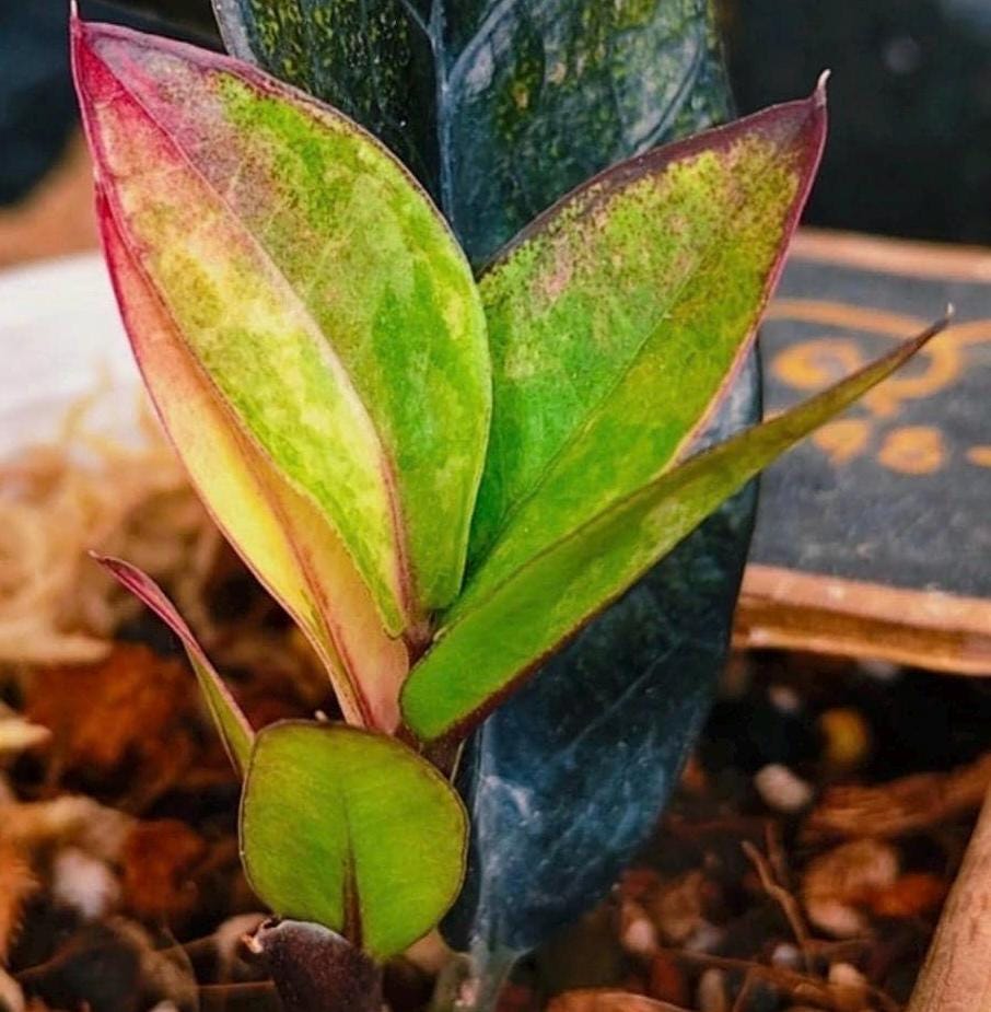 ZZ ブラックピンク Zz Raven Black Pink Variegated - Etsy Canada