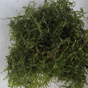 Könnte beinhalten: Ein dichtes, verworrenes Bündel aus leuchtend grünem Wassermoos. Die Pflanze besteht aus feinen, verzweigten Stängeln mit einer zarten, federartigen Textur. Das Moos ist in einer unregelmäßigen, organischen Form angeordnet und zeigt tiefe Grüntöne.