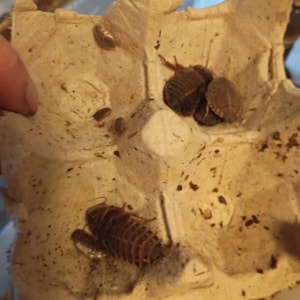 Puede incluir: Un segmento de cartón de huevos de papel moldeado de color beige claro que contiene varios insectos marrones de forma ovalada con cuerpos segmentados. Los insectos están colocados dentro de las hendiduras moldeadas del material de papel texturizado y moteado.