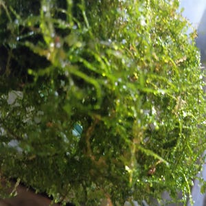 May include: A dense, spherical cluster of vibrant green aquatic moss featuring fine, branching filaments. The plant has a textured, feathery appearance with small, delicate leaves that catch the light, creating a lush and organic botanical form.