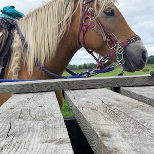 May include: A light brown horse with a long blonde mane and a braided section, wearing a maroon leather bridle with a colorful geometric pattern on the noseband and browband, and a blue braided rein, positioned behind a weathered wooden fence.