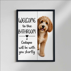 Cockapoo image 6