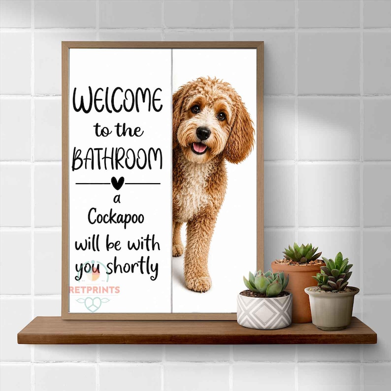 Cockapoo image 9