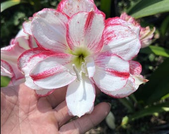 Czerwone białe światło, cebulki lilii amarylis, cebulki kwiatów hippeastrum, rodzina prezentów