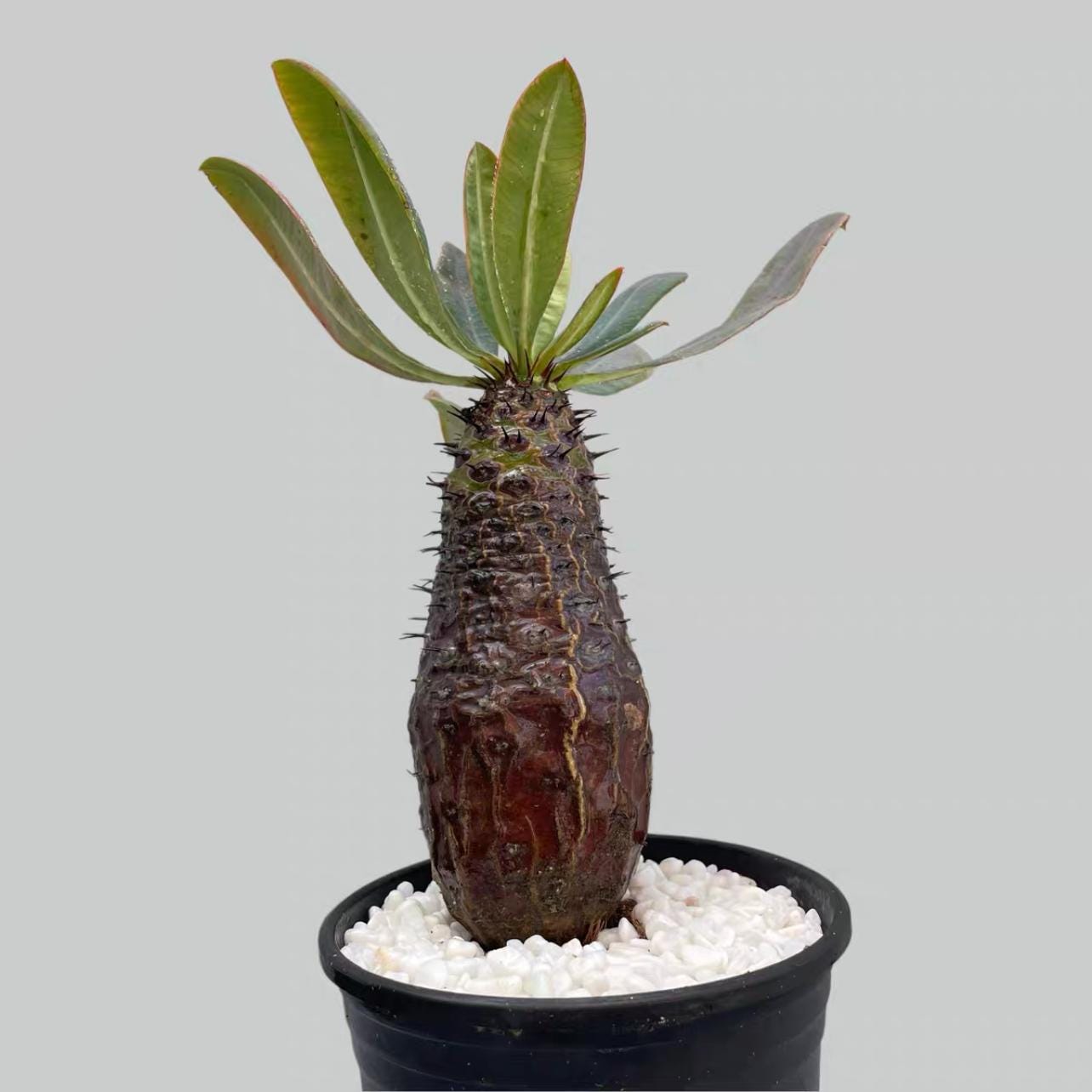 Caudex Plant - Etsy Canada