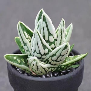 Op de afbeelding: Een Haworthia-vetplant met dikke, puntige bladeren met een bont patroon van donkergroene en crèmewitte vlekken en strepen. De plant staat in een matzwarte pot gevuld met kleine, gladde zwarte decoratieve steentjes.