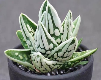 ハオルチア「ティアーズ・オブ・エンジェル」、ロゼット直径2.5インチ、希少な生きた多肉植物、鉢なしで発送